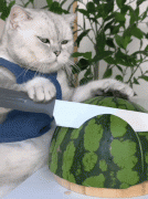 关于AI生成猫咪做饭的项目就分享到